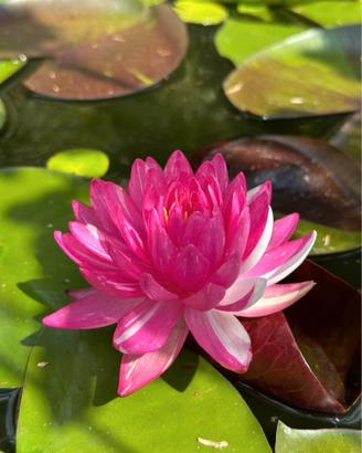 piante acquatiche in foto