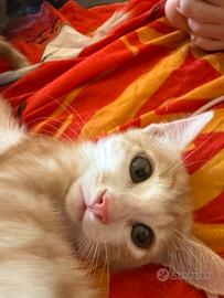Gattino bianco e rosso maschio