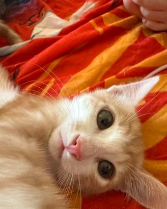Gattino bianco e rosso maschio