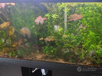 allestimento di piante e legni per acquario 250 L