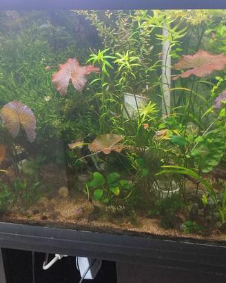 allestimento di piante e legni per acquario 250 L