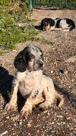 Cuccioli di setter inglese disponibili