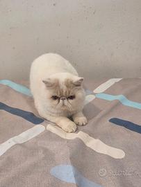 Gatto exotic