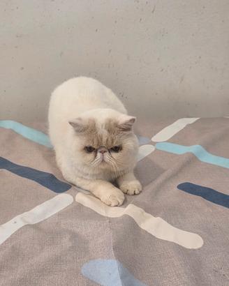 Gatto exotic