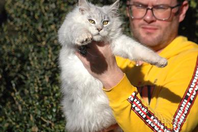 SHADED BLACK Maine Coon