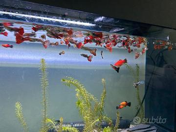 Guppy maschi misti