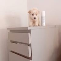 Cucciolo Maltipoo mini toy da borsetta