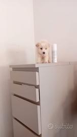 Cucciolo Maltipoo mini toy da borsetta