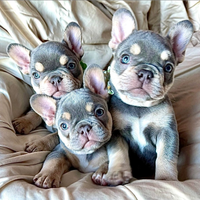 Cuccioli di Bulldog Francese blu