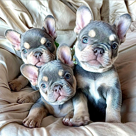 Cuccioli di Bulldog Francese blu