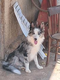 Border collie