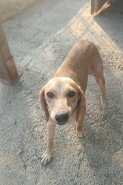 Cucciola segugio taglia medio piccola