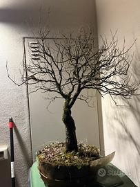 Bonsai olmo