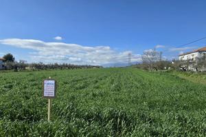 TERRENO EDIFICABILE EURO 27.000,00