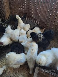 Galline Moroseta