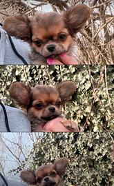 Cucciolo di chihuahua