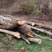 Legna in palo