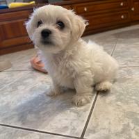 Maltese toy cucciolo