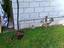 Immagine 12