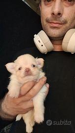 Chihuahua maschietti e femminucce