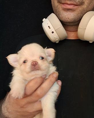 Chihuahua maschietti e femminucce