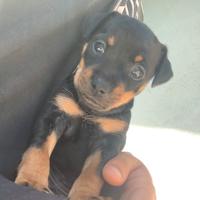 Pinscher nano maschio 1 mese