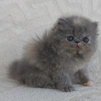 Cuccioli gatti persiani