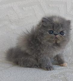 Cuccioli gatti persiani
