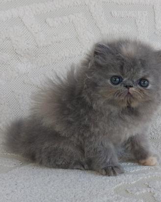 Cuccioli gatti persiani