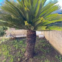 Cycas