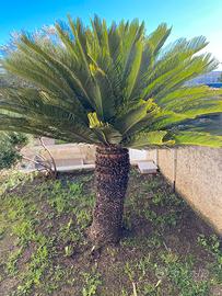 Cycas