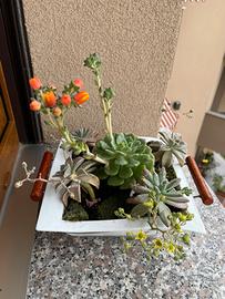 Composizione piante grasse