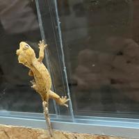 Geco ciliatus