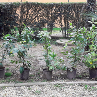 7 Piante di  laurocerasus alte 100 cm con il vaso