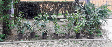 7 Piante di  laurocerasus alte 100 cm con il vaso