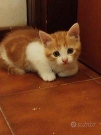 Gattine rosse