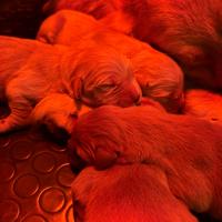 Cuccioli Golden Retriever 100% linea americana