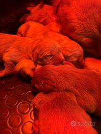 Cuccioli Golden Retriever 100% linea americana