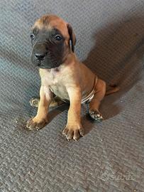Alano cuccioli
