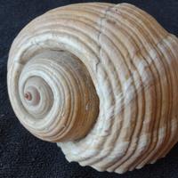 Conchiglia oceanica