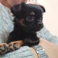 Adotta una piccola chihuahua