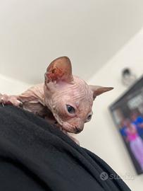 Cucciola di Sphynx
