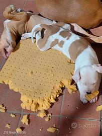 American Pitbull terrier