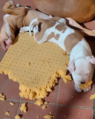 American Pitbull terrier