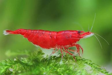 Neocaridina