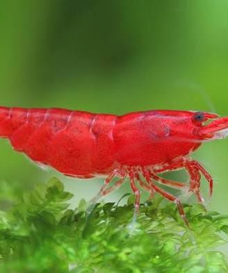 Neocaridina