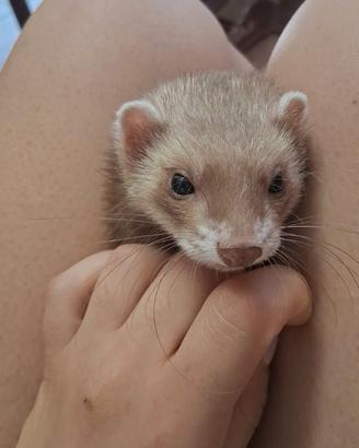 Furetto