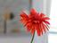 Immagine 28
