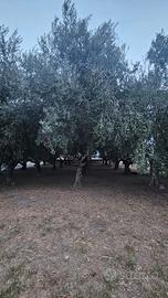 Piante di Ulivo