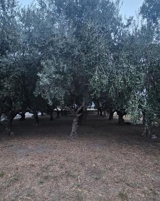Piante di Ulivo